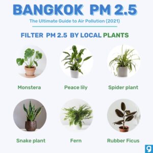 Bangkok and the Battle Against Air Pollution • Air Pollution Bangkok inforgraphic plants