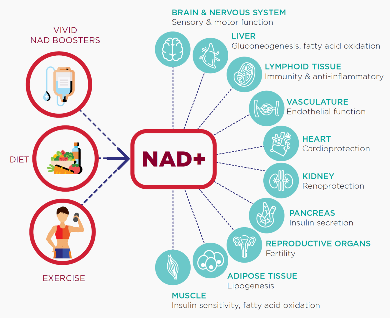 NAD+ IV INFUSION (Anti-Aging) by VIVID • NAD Benefits